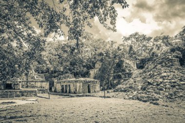 Eski Maya bölgesinin eski siyah beyaz resmi. Tapınak kalıntıları, tropik doğal orman palmiyeleri ve yürüme yolları olan Muyil Chunyaxche Quintana Roo Mexico 'daki kalıntılar..