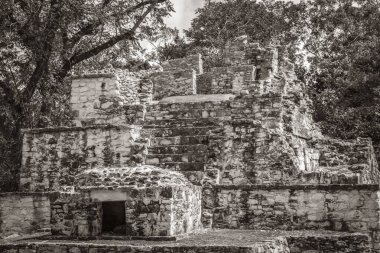 Eski Maya bölgesinin eski siyah beyaz resmi. Tapınak kalıntıları, tropik doğal orman palmiyeleri ve yürüme yolları olan Muyil Chunyaxche Quintana Roo Mexico 'daki kalıntılar..