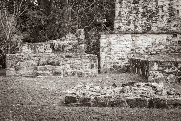 Старая Черно Белая Фотография Древнего Места Майя Храмовыми Руинами Пирамид — стоковое фото