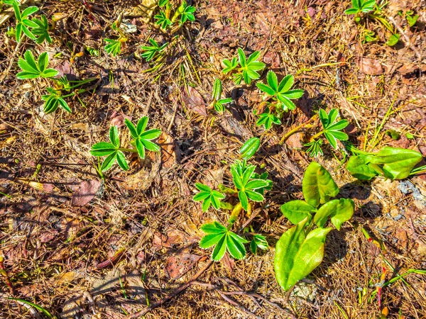 ノルウェー ヘムセダルのヴェスレッドンデン ヴェスレホーン山の地面にある緑の黄色の野生植物 — ストック写真