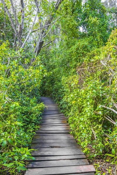 Floresta Tropical Selva Natural Plantas Palmeiras Trilhas Madeira Caminhando Ponte — Fotografia de Stock