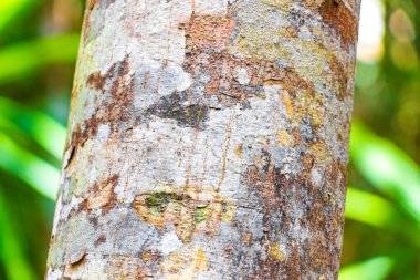 Sian Ka 'an Ulusal Parkı' ndaki Muyil Chunyaxche Quintana Quintana Meksiko 'daki antik Maya tapınağındaki yeşil turuncu ve siyah yosun ve yosunlu tropik ağaç kabuğu dokusu piramitleri harap eder..