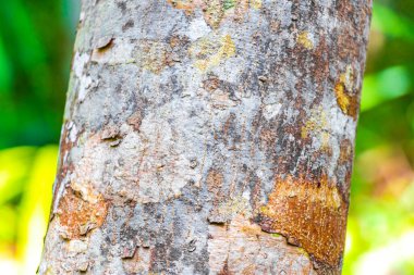 Sian Ka 'an Ulusal Parkı' ndaki Muyil Chunyaxche Quintana Quintana Meksiko 'daki antik Maya tapınağındaki yeşil turuncu ve siyah yosun ve yosunlu tropik ağaç kabuğu dokusu piramitleri harap eder..