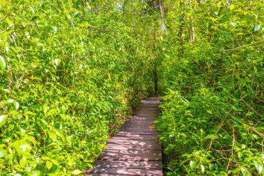 Tropik doğal orman ağaçları ve ahşap yürüyüş yolları diker ve Muyil Chunyaxche Quintana Roo Mexico 'daki Sian Ka' an Ulusal Parkı 'nda köprü yapar..