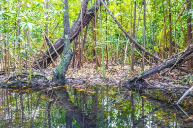 Tropik doğal orman ağaçları palmiye ağaçları, gölet sularındaki balık ve deniz yaşamı Muyil Chunyaxche Quintana Roo Mexico 'daki Sian Ka' an Ulusal Parkı 'nda.