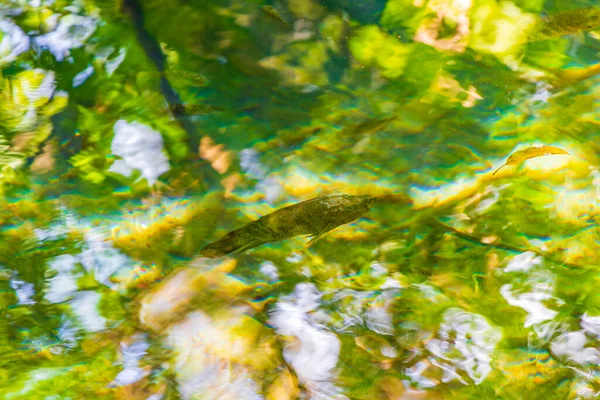 Fische Und Meereslebewesen Sumpfwasser Des Tropischen Dschungels Pflanzen Palmen Sian — Stockfoto