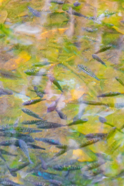 Fisk Och Marint Liv Dammens Sumpvatten Vid Tropisk Naturlig Djungel — Stockfoto