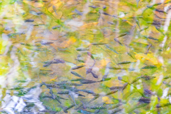 Peixes Vida Marinha Lagoa Água Reservatório Florestas Tropicais Naturais Selva — Fotografia de Stock