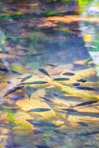 Los Peces Vida Marina Estanque Agua Sumidero Selva Tropical Natural — Foto de Stock