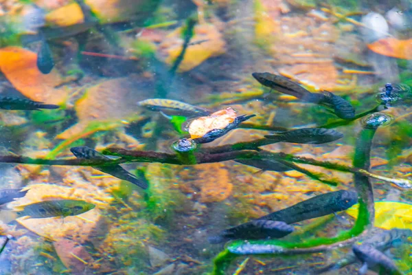 池の魚と海洋生物は熱帯自然ジャングルの森の植物で水を汲みますムイヤルChunyaxcheキンタナ メキシコの西安国立公園のヤシの木 — ストック写真