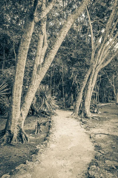 Vieille Photo Noir Blanc Jungle Naturelle Tropicale Plantent Des Palmiers — Photo