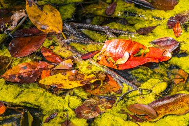 Tropik bir doğal orman dokusu palmiye ağaçları sümük salgılar ve gölet sularındaki deniz yaşamı Muyil Chunyaxche Quintana Roo Mexico 'daki Sian Ka' an Ulusal Parkı 'nda sudur..