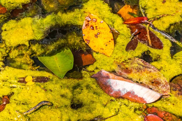 熱帯性の天然ジャングルの森の植物の質感ヤシの木は ムエイルChunyaxcheキンタナ メキシコのムエイルChunyaxcheキンタナ ルー国立公園の池のサンプ水の中に粘液粘菌や海洋生物を残します — ストック写真