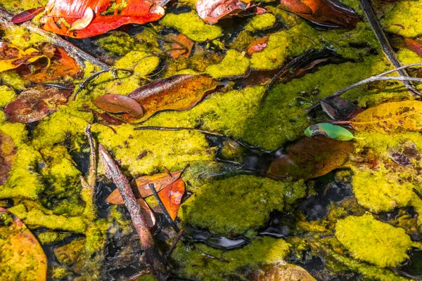 熱帯性の天然ジャングルの森の植物の質感ヤシの木は ムエイルChunyaxcheキンタナ メキシコのムエイルChunyaxcheキンタナ ルー国立公園の池のサンプ水の中に粘液粘菌や海洋生物を残します — ストック写真