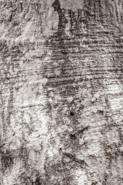 Antik Maya tapınağındaki yosun ve yosunla kaplı tropikal ağaç kabuğu desenli eski siyah beyaz resim Sian Ka 'an Ulusal Parkı' ndaki piramitleri harabeye çeviriyor..