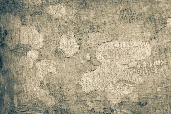Starý Černobílý Obraz Textury Tropického Stromu Mechem Lišejníkem Starobylém Mayském — Stock fotografie