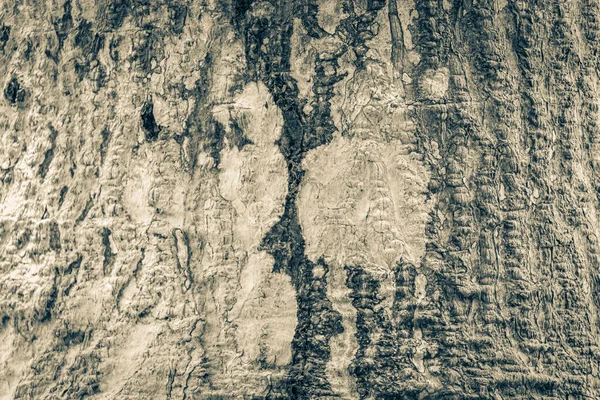 Velha Imagem Preto Branco Uma Árvore Tropical Casca Textura Com — Fotografia de Stock