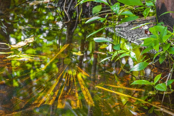 熱帯性の天然ジャングルの森の植物の質感ヤシの木は ムエイルChunyaxcheキンタナ メキシコのムエイルChunyaxcheキンタナ ルー国立公園の池のサンプ水の中に粘液粘菌や海洋生物を残します — ストック写真