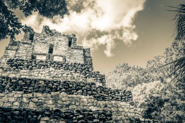 Eski Maya bölgesinin eski siyah beyaz resmi. Tapınak kalıntıları, tropik doğal orman palmiyeleri ve yürüme yolları olan Muyil Chunyaxche Quintana Roo Mexico 'daki kalıntılar..