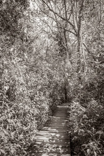 Antigua Imagen Blanco Negro Selva Tropical Natural Plantas Palmeras Senderos — Foto de Stock