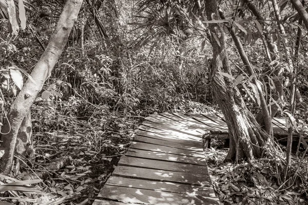 ภาพเก าและส ขาวของป าไม ธรรมชาต เขตร อนต นปาล มและเส นทางเด — ภาพถ่ายสต็อก