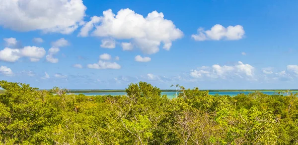 Panoramatický Výhled Muylskou Lagunu Dřevěné Rozhledny Tropickém Pralesním Pralese Národního — Stock fotografie