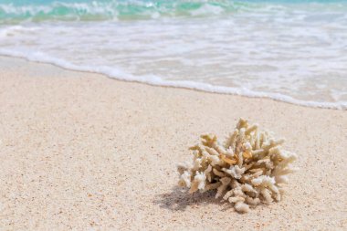 Sahilde mercan alyansları. Koh Nang Yuan Tayland 'da balayı.