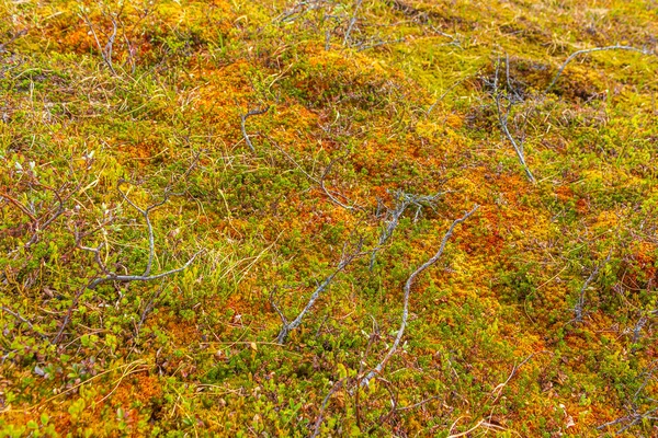 Vert Rose Jaune Rouge Plantes Sauvages Mousse Fleurs Sur Sol — Photo