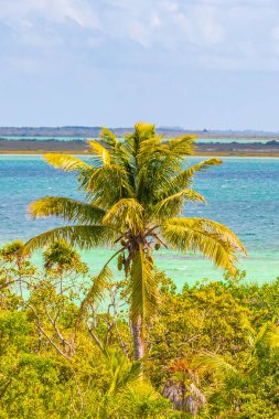 Sian Ka 'an Ulusal Parkı Muyil Chunyaxche Quintana Roo Mexico' nun palmiye ağaçları ile tropikal orman doğa ormanındaki ahşap gözetleme kulesinden Muyil Lagoon 'a manzara.