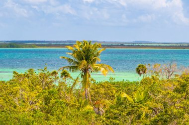 Sian Ka 'an Ulusal Parkı Muyil Chunyaxche Quintana Roo Mexico' nun palmiye ağaçları ile tropikal orman doğa ormanındaki ahşap gözetleme kulesinden Muyil Lagoon 'a manzara.
