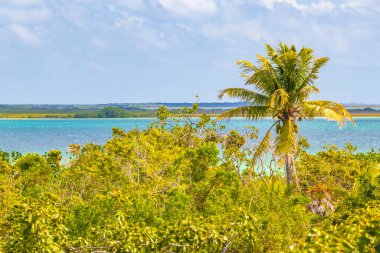 Sian Ka 'an Ulusal Parkı Muyil Chunyaxche Quintana Roo Mexico' nun palmiye ağaçları ile tropikal orman doğa ormanındaki ahşap gözetleme kulesinden Muyil Lagoon 'a manzara.