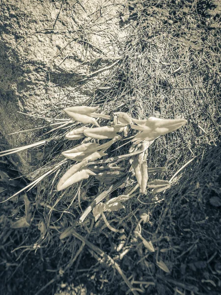 Antigua Imagen Blanco Negro Una Planta Silvestre Suelo Montaña Veslehodn — Foto de Stock