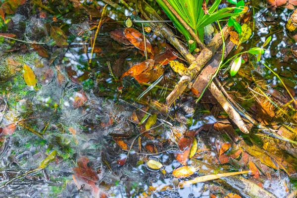 Texture of a tropical natural jungle forest plants palm trees foliage mucus slime and marine life in pond sump water in Sian Ka\'an National Park in Muyil Chunyaxche Quintana Roo Mexico.