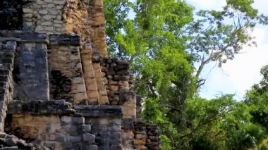 Tapınağı olan antik Maya bölgesi tropik doğal orman palmiyeleri ve Muyil Chunyaxche Quintana Roo Mexico 'daki yürüyüş yolları üzerindeki piramitleri ve eserleri harap eder.