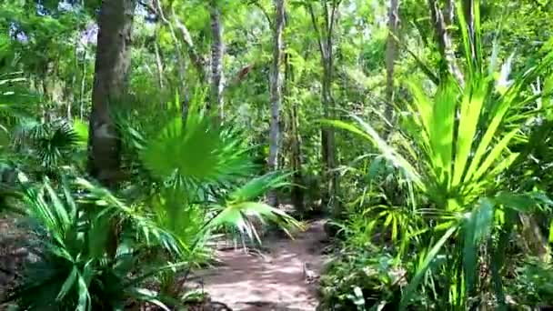 Tropischer Urwald Pflanzt Palmen Und Wanderwege Der Antiken Maya Stätte — Stockvideo