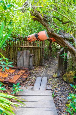 Tropik doğal orman ağaçları ve ahşap yürüyüş yolları diker ve Muyil Chunyaxche Quintana Roo Mexico 'daki Sian Ka' an Ulusal Parkı 'nda köprü yapar..