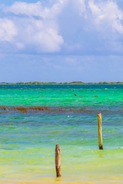 Sian Ka 'an Ulusal Parkı Muyil Chunyaxche Quintana Roo Mexico' daki renkli turkuaz suyla tropikal orman doğa ormanındaki Muyil Gölüne inanılmaz doğal manzara..