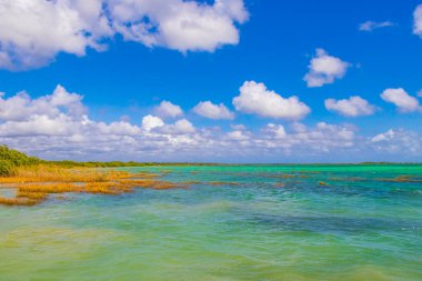 Sian Ka 'an Ulusal Parkı Muyil Chunyaxche Quintana Roo Mexico' daki renkli turkuaz suyla tropikal orman doğa ormanındaki Muyil Gölüne inanılmaz doğal manzara..