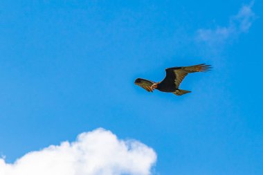 Tropikal Kara Hindi Akbaba Cathartes aura, Sian Ka 'an Ulusal Parkı Muyil Chunyaxche Quintana Roo Meksika' da mavi bulutlu gökyüzü arka planıyla yalnız uçar..