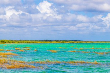 Sian Ka 'an Ulusal Parkı Muyil Chunyaxche Quintana Roo Mexico' daki renkli turkuaz suyla tropikal orman doğa ormanındaki Muyil Gölüne inanılmaz doğal manzara..