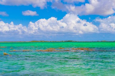 Sian Ka 'an Ulusal Parkı Muyil Chunyaxche Quintana Roo Mexico' daki renkli turkuaz suyla tropikal orman doğa ormanındaki Muyil Gölüne inanılmaz doğal manzara..