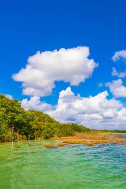 Sian Ka 'an Ulusal Parkı Muyil Chunyaxche Quintana Roo Mexico' daki renkli turkuaz suyla tropikal orman doğa ormanındaki Muyil Gölüne inanılmaz doğal manzara..