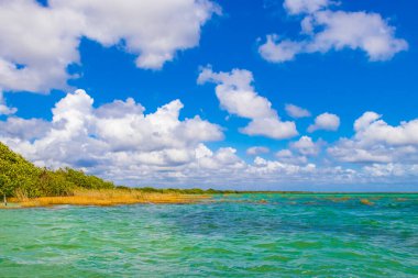 Sian Ka 'an Ulusal Parkı Muyil Chunyaxche Quintana Roo Mexico' daki renkli turkuaz suyla tropikal orman doğa ormanındaki Muyil Gölüne inanılmaz doğal manzara..