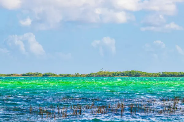 Sian Muyil Chunyaxche Quintana Roo Mexico 청록색 대밀림의 석호를 바라보는 — 스톡 사진