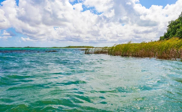 Incroyable Vue Panoramique Naturelle Sur Lagune Muyil Dans Jungle Tropicale — Photo