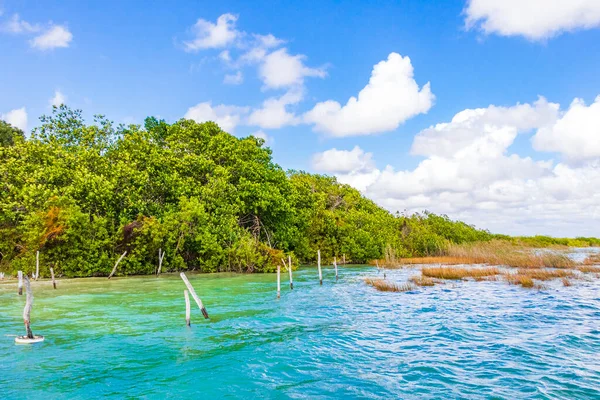 Incredibile Vista Panoramica Naturale Sulla Laguna Muyil Nella Foresta Tropicale — Foto Stock