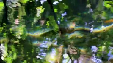 Göletteki balık ve deniz yaşamı tropik doğal orman ormanlarındaki suları sularlar. Sian Ka 'da palmiye ağaçları yetiştirirler. Muyil Chunyaxche Quintana Roo Mexico' daki Ulusal Parkı..