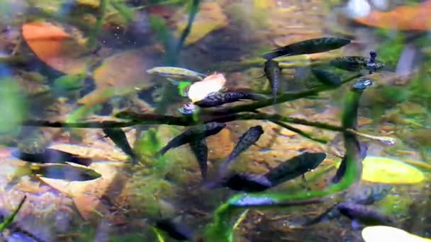 Peixes Vida Marinha Lagoa Água Reservatório Florestas Tropicais Naturais Selva — Vídeo de Stock