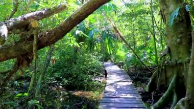 Tropik doğal orman ağaçları ve tahta yürüyüş yolları diker ve Muyil Chunyaxche Quintana Roo Mexico 'daki Sian Ka' daki bir Ulusal Park 'a köprü yapar..