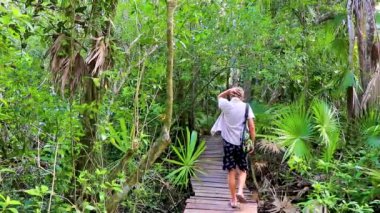 Gezgin ve turist rehberi tahta patikada yürüyor. Tropikal doğal orman ormanlarında köprü üzerinde yürüyor. Muyil Chunyaxche Quintana Roo Mexico 'daki Ulusal Park' ta palmiye ağaçları dikiyor..